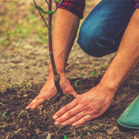 Proper Tree Planting Tips | Elite Tree Care