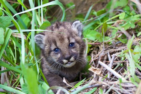 Baby Mountain Lion 107274 Baby Mountain Lion Name