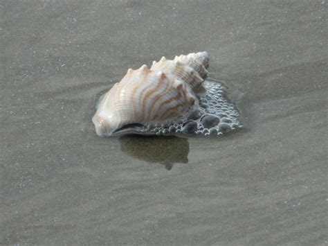 Sea Shell Free Stock Photo Public Domain Pictures