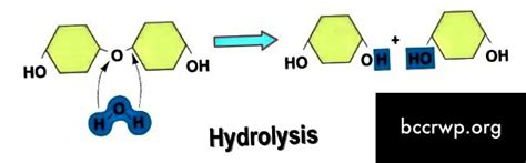 Diferencia entre síntesis de hidrólisis y deshidratación 2019