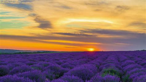 Sunset Over Lavender Field Free Stock Video