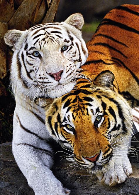 Bengal Tigers Animals Wild Big Cats Animals Beautiful