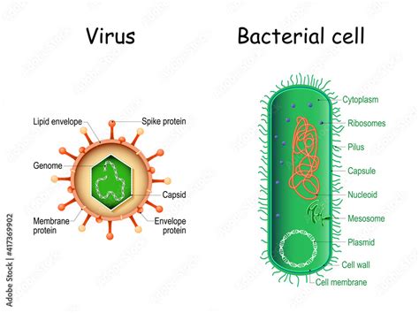 Vecteur Stock Virus And Bacteria Bacterial Cell Anatomy And Virion