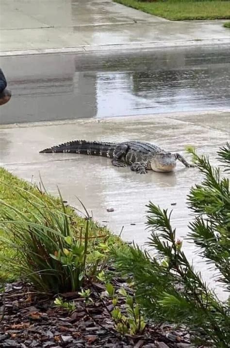 Scots Man Flees Florida Home With Wife As Alligators And Sharks Swarm
