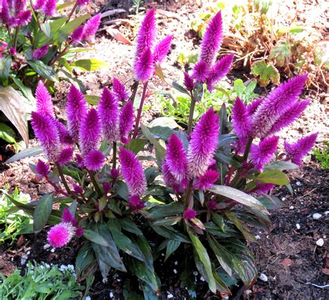 Late To The Garden Party My Favorite Plant This Week Celosia Argentea
