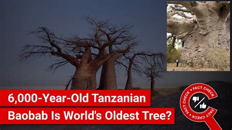 Fact Check 6000 Year Old Tanzanian Baobab That Is The Worlds Oldest Tree Youtube