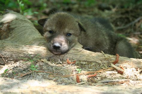 Save Red Wolves From Extinction —