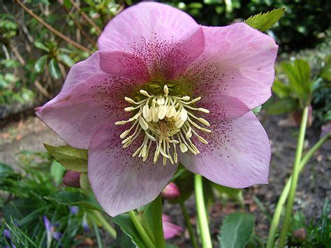 Winter Roses Where To Plant How To Grow Hellebores