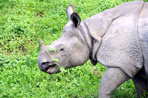 One Horned Rhino Killed By Poachers In Nepal Nexus Newsfeed