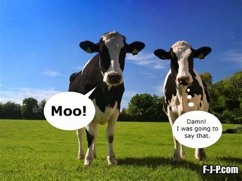 Funny Two Cows Moo Meme Joke Picture Funny Joke Pictures Words Pinterest Jokes Funny
