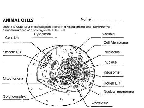Help to organize cell division. Animal Cells Label The Organelles In The Diagram Below ...
