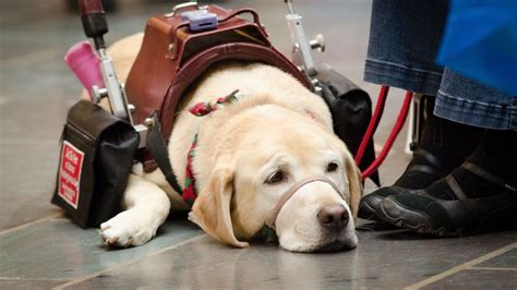 A service dog is one which is trained to assist people who have a physical disability, chronic illness, or neurological disorder. Stopping Badly Behaved Service Dogs | Partners Dog ...