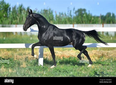 Black Akhal Teke Stallion Running In Trot Along White Fence In Summer