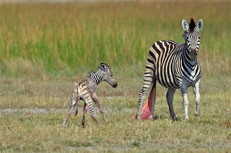 Zebra Newborn 5 Mins Baby Wild Animals Zebras African Animals