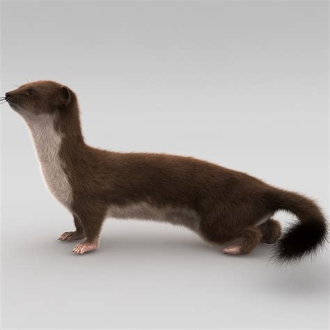 3d Model Weasel Pose 4 Fur