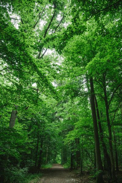 Path Green Beautiful Forest Wurzburg Germany — Stock Photo
