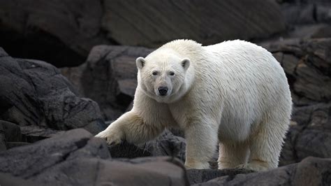 Surprising Facts About Polar Bears Polar Bears International