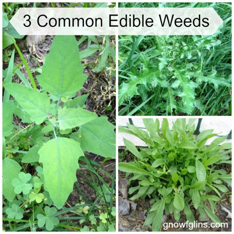 3 Common Edible Weeds