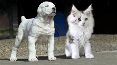Feline Canines The Dog Like Cat Breed