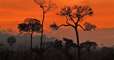 Amazon Rainforest On The Verge Of Becoming A Dry Savannah Scientists Say