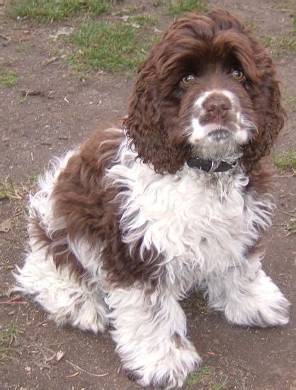 It's free to post an ad. Valley View Spoodle Breeders - Cocker Spaniel Pictures