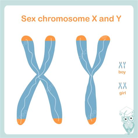 รูปโครโมโซมเพศ X และ Y Png เพศ บน ภาพประกอบภาพ Png และ เวกเตอร์