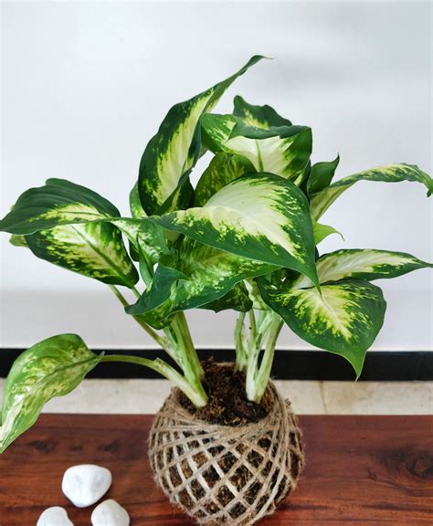 Strawberry kokedama looks sweet and tastes sweet, doesn't it:p i love looking at it when it is trailing down bearing a pretty small. Dieffenbachia Maculata Plant Kokedama - Kokedama India