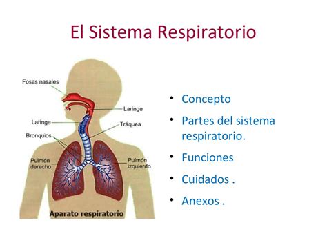 45 Organizador Visual Del Sistema Respiratorio Simple Mantica