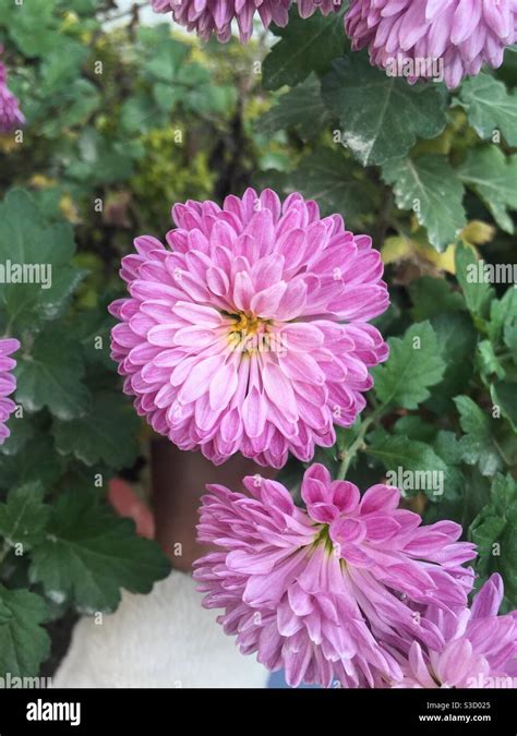 Purple China Aster Flower Stock Photo Alamy