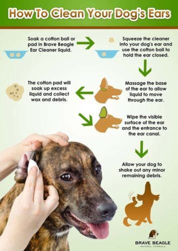 But the formed ear cork should be removed only by the doctor during washing with a syringe of a zhane and a solution, dry method with the help of a tweezers of special tools or dissolving droplets. Cleaning Your Dog's Ears- How Much Is Too Much?