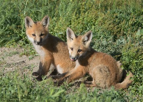 A Pair Of Red Fox Kits On The Wing Photography