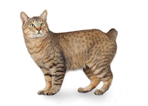 American Bobtail Cat Breed History And Some Interesting Facts