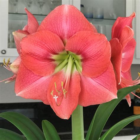 Rosy Pink Amaryllis Bulbs For Sale Online Amaryllis Vera Easy To