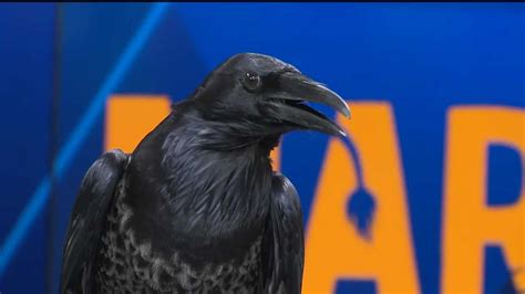 Maryland Zoo Brings In Conquer The Raven