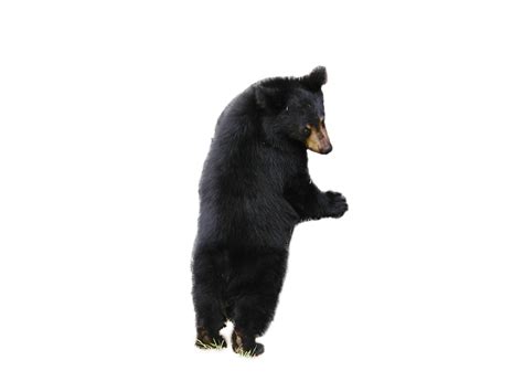 Sun Bear Png Isolated File Png Mart