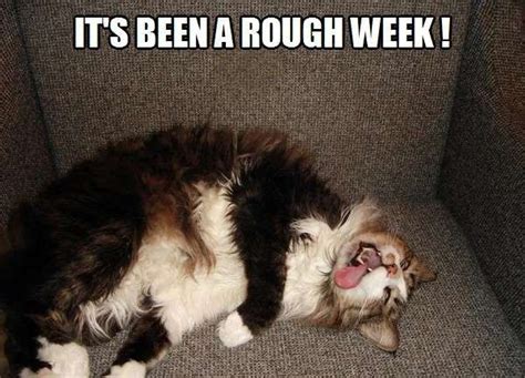 Its Been A Rough Week Crazy Cats Funny Cat Memes Cats