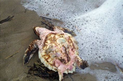 Rescued Most Endangered Sea Turtle In The World Turtle Journal
