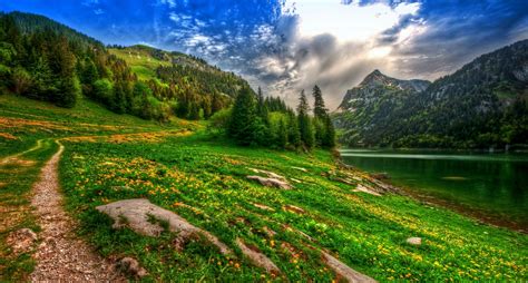 Nature Landscape Lake Mountain Forest Wildflowers Spring Pine