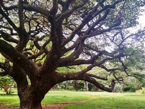 Nairobi Arboretum 2020 All You Need To Know Before You Go With