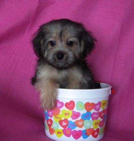 Morkie poos are made through crossing a maltese, a yorkie, and a poodle. Cute & Fluffy Little Morkie-Poo Puppies! Morkie/Poodle for ...