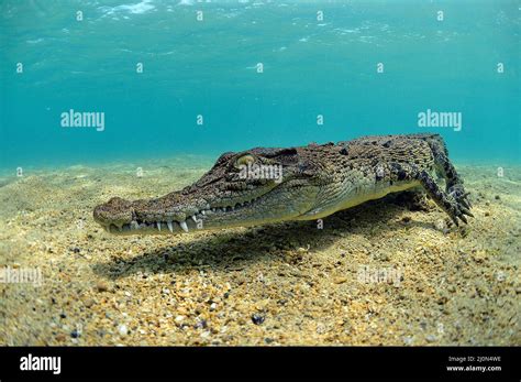 Salzwasserkrokodil Crocodylus Porosus Kimbe Bay West New Britain