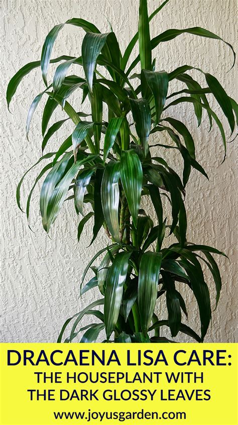 Indoor pinstripe plants can grow up to 2 feet tall and wide, making them larger plants that fill an empty space nicely. Dracaena Lisa Houseplant Care Guide | Joy Us Garden