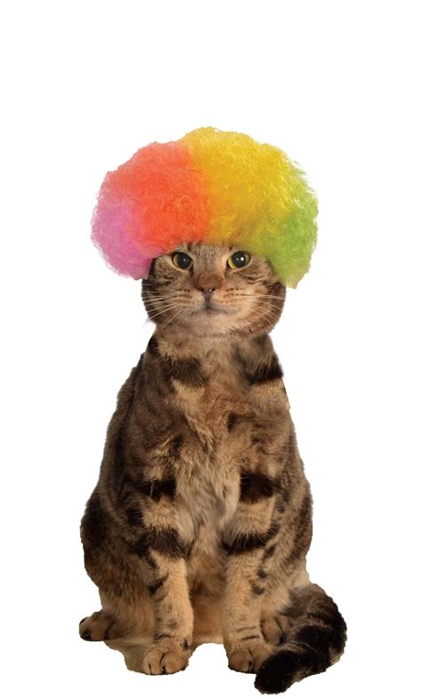 Rainbow Afro Cat Wig Pet Costume Center
