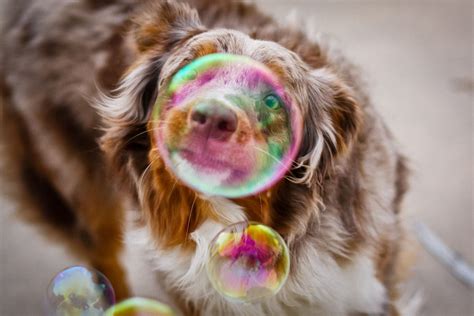 Bubbles Dog Wallpapers Hd Desktop And Mobile Backgrounds