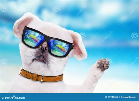 Dog Wearing Sunglasses Relaxing Stock Image Image Of Summer Ocean