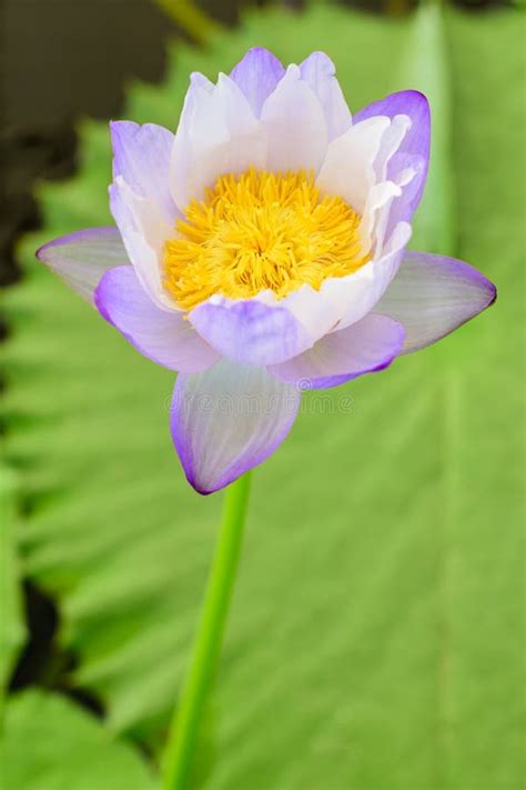 Nice Blooming Lotus Flower Stock Image Image Of Yellow 96731519