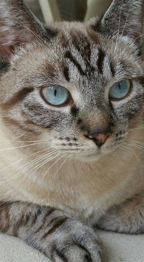 ojos azules cat with blue eyes | Gatos bonitos, Ojos de ...