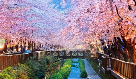 Cherry Blossoms In South Korea Wanderlustrenu