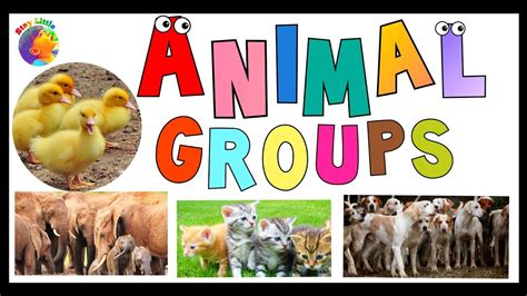 What Are The Names Of Different Animal Groups Animal Groups List List