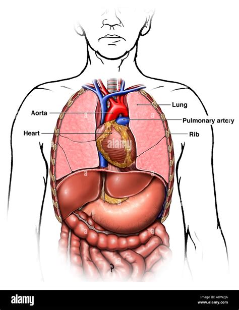 Diagram Of Human Chest Diagram Of Human Chest Human Chest Anatomy Images And Photos Finder